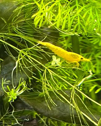 Yellow neon