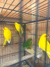 Kakariki