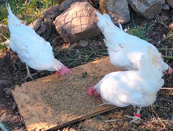 Disponibili giovanissime Livornesi tenute beniss?