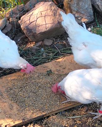 Disponibili giovanissime Livornesi tenute beniss?