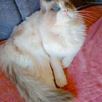 Stallone Ragdoll Blu Bicolore con pedigree