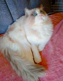 Stallone Ragdoll Blu Bicolore con pedigree