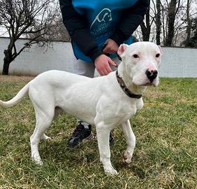 Albino dogo argentino