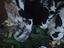 Immagine 4