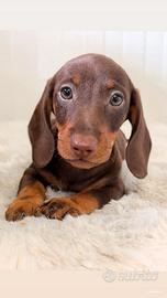 Bassotto