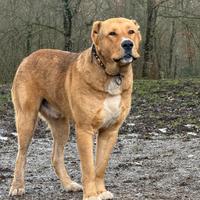 Pastore dell'Asia centrale