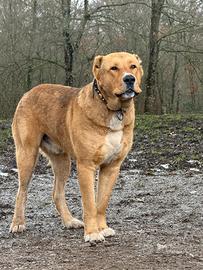 Pastore dell'Asia centrale