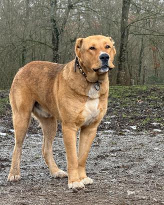 Pastore dell'Asia centrale