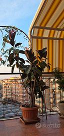 Pianta di Ficus elastica