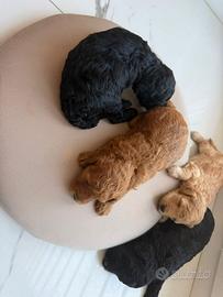 Cani barboncini toy