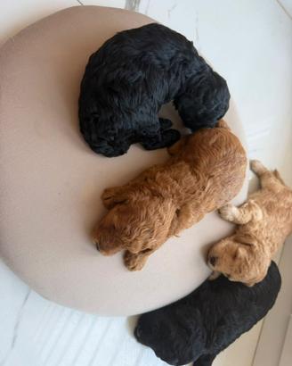 Cani barboncini toy