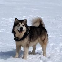 Alaskan Malamute