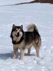 Alaskan Malamute