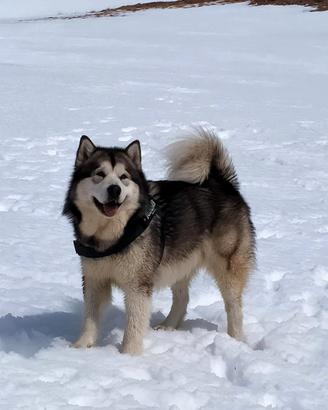 Alaskan Malamute