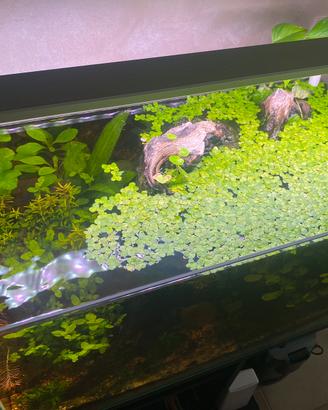 Acquario completo