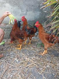 Galli