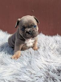 Bulldog francesi blu merle