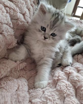 Cucciola