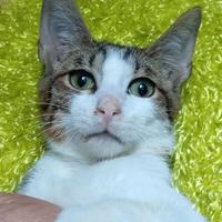 Artù gattino dolcissimo