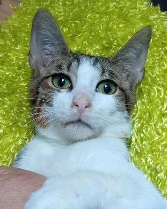 Artù gattino dolcissimo