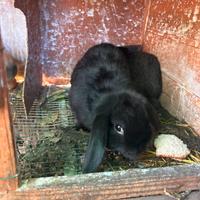 Conigli ariete nero e beige