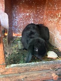 Conigli ariete nero e beige