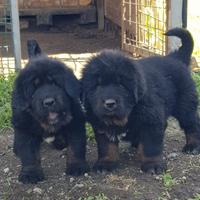 Cuccioli di Mastino Tibetano