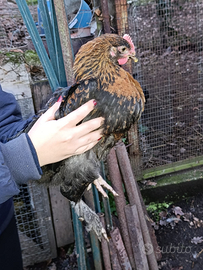 Gallo marans