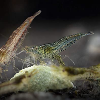 Caridine wild 0.50 c e n t