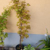 Acero palmatum "Katsura"
