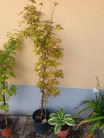 Acero palmatum "Katsura"
