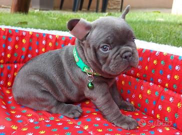 Cuccioli di bulldog francesi blu maschi femmine