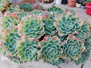 Echeveria secunda 