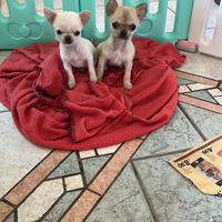 Chihuahua maschietto è femmina