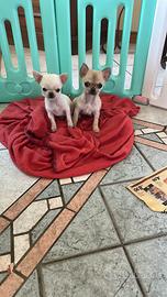 Chihuahua maschietto è femmina