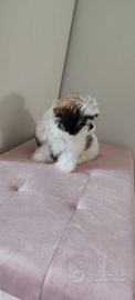 Cucciolo piccola taglia shitzu