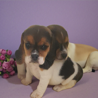 Beagle