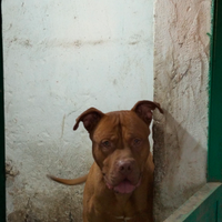 Pitbull ukc Red nouse