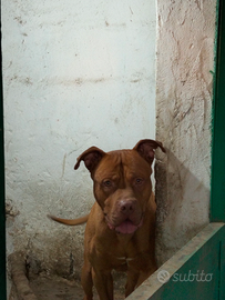 Pitbull ukc Red nouse