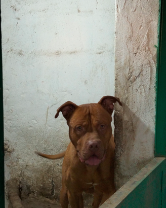 Pitbull ukc Red nouse