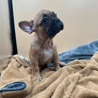 Bulldog Francese