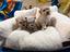 Immagine 23