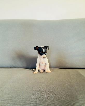 Jack russell