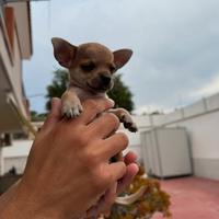 Cucciolo chihuahua