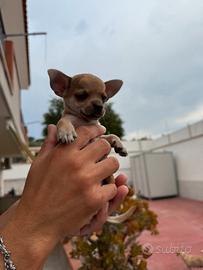 Cucciolo chihuahua