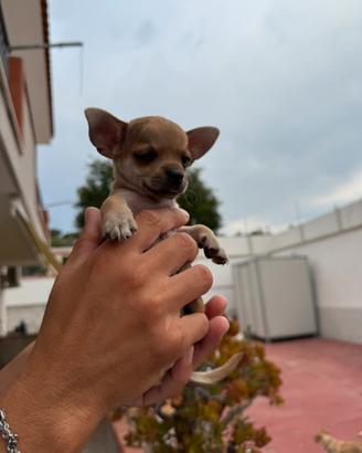 Cucciolo chihuahua