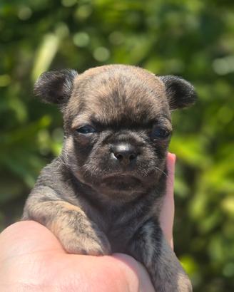 Chihuahua con pedigree