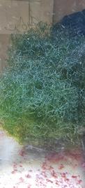 Alga Chaetomorpha per Refugium e Reattori ad Alghe