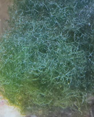 Alga Chaetomorpha per Refugium e Reattori ad Alghe