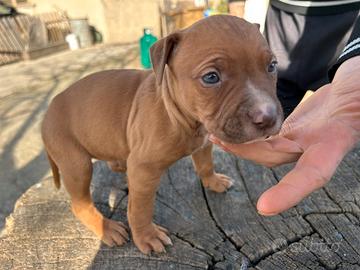 Pit bull Red nose ukc